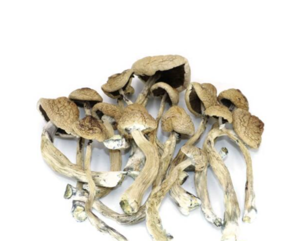 Blue Meanies Magic Mushroom Strain - Image 2